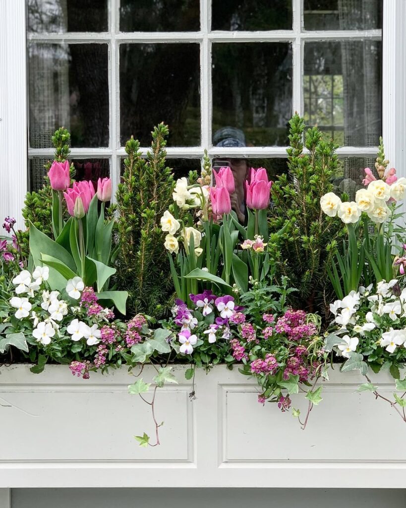 Flower Ideas for Window