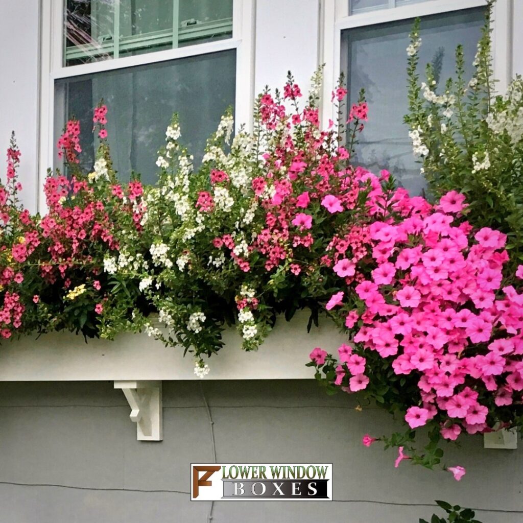 Flower Ideas for Window