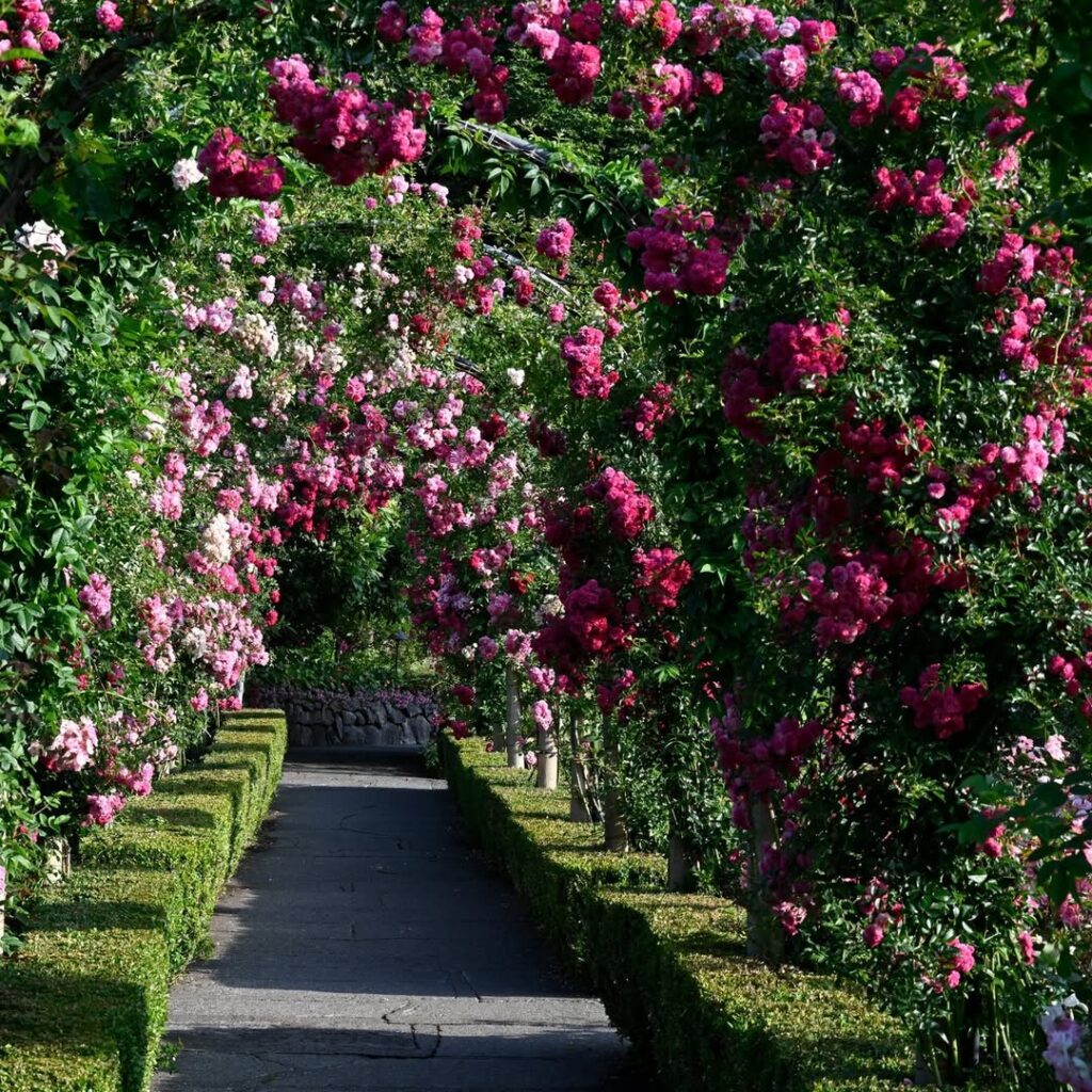 Rose Garden Ideas