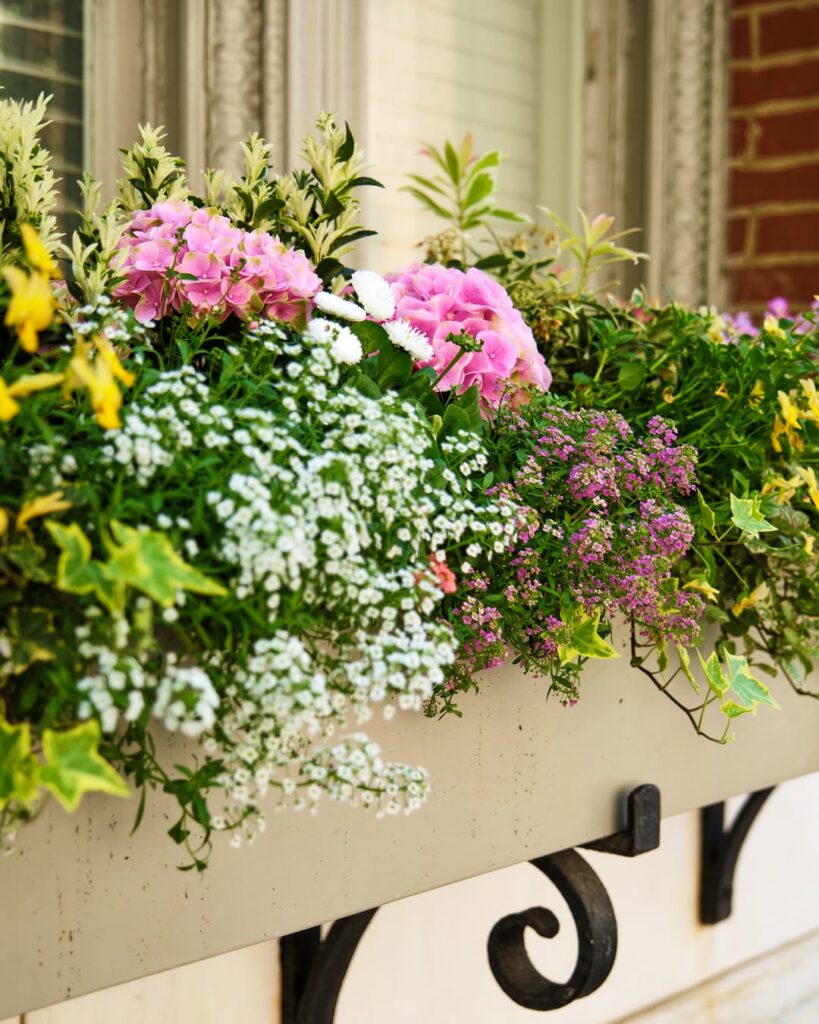 Flower Ideas for Window