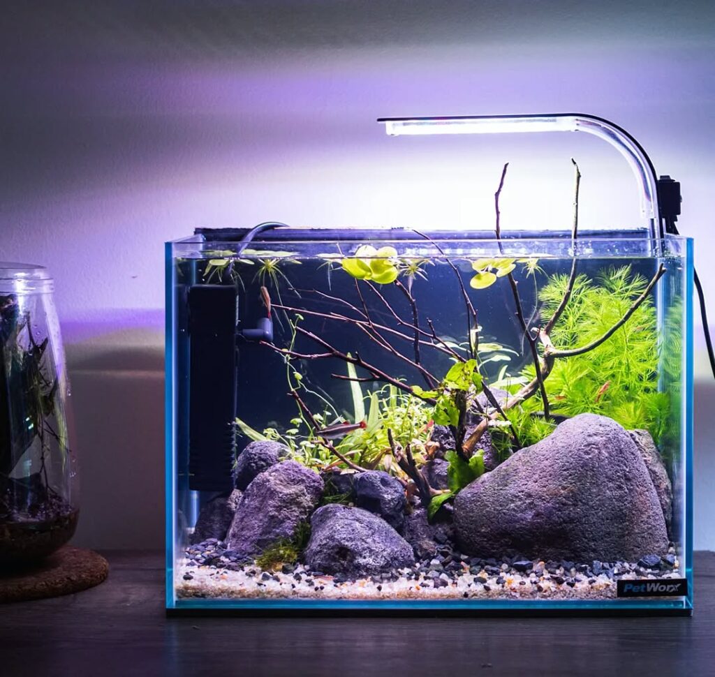 Fish Tank Ideas