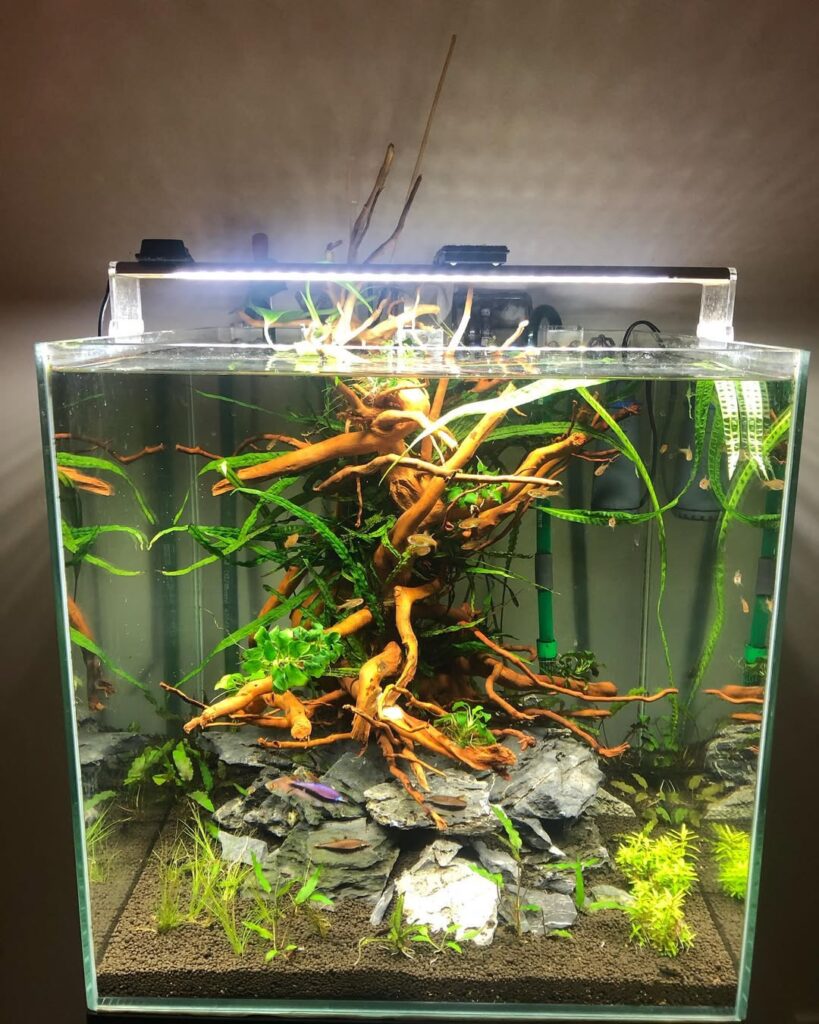 Fish Tank Ideas