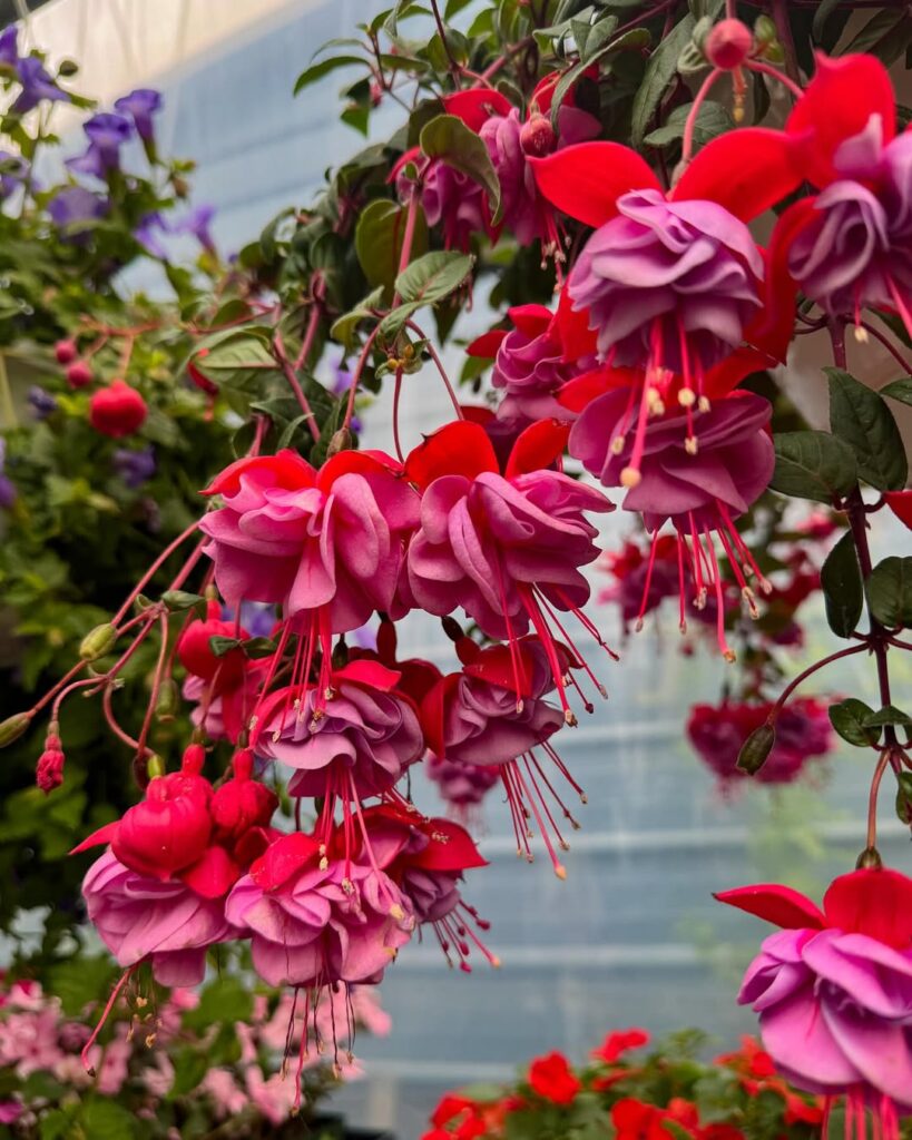 Flower Garden Ideas